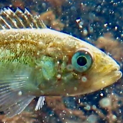 Juvenile black rockfish, photo by Will Fennie