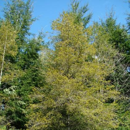 Hemlock and fir
