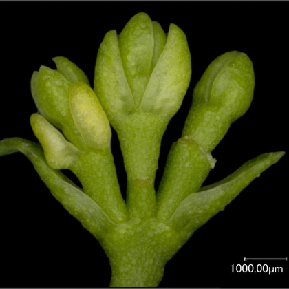 Eucalypt buds