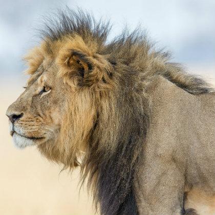 Cecil the Lion