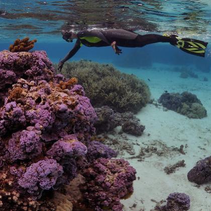 Rebecca Vega Thurber, a coral microbiologist at Oregon State University, surveys a coral reef on Mo'orea, French Polynesia.