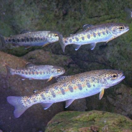 Juvenile steelhead trout in a natural stream environment. (Photo by John McMillan) 