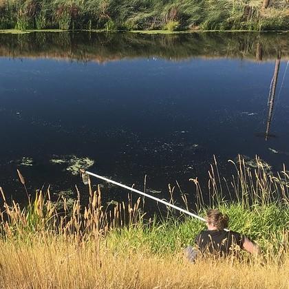 Algae sampling