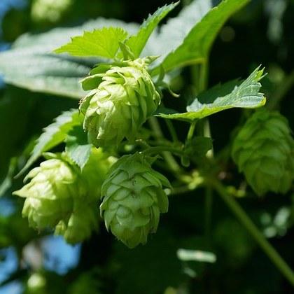 Hops, like those growing on this trellis in Corvallis, Ore., can be a source of xanthohumol, which researchers believe may have value in addressing obesity and metabolic syndrome. (Photo courtesy USDA)