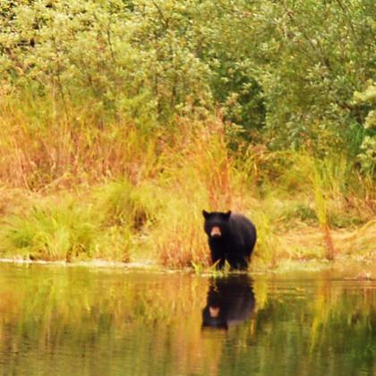 Tongass National Forest, photo by Logan Berner