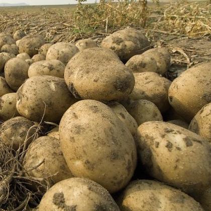 Potatoes are harvested on a farm in Culver, Ore. Photo by Lynn Ketchum.