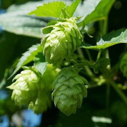 Hops