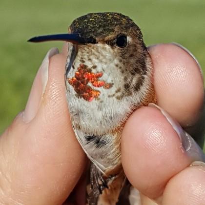 Rufous hummingbird