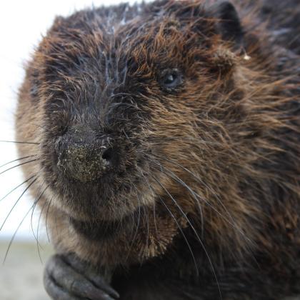 beaver