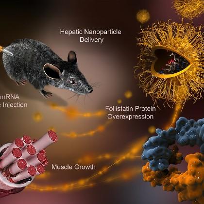 cachexia therapy