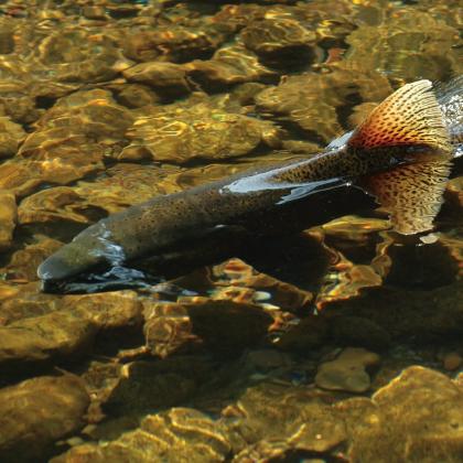 Returning chinook salmon