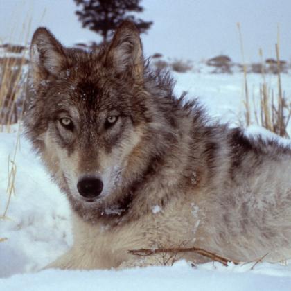 wolf