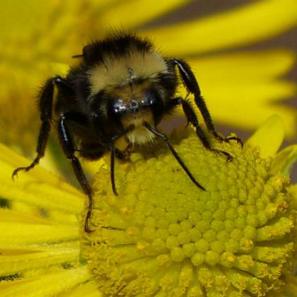 bee