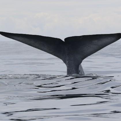 Whale flukes
