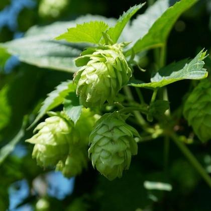 Hops