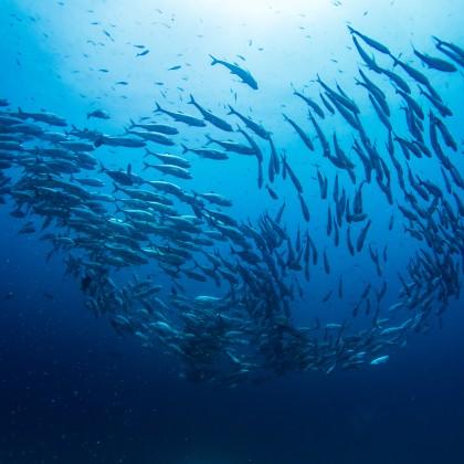 schooling fish