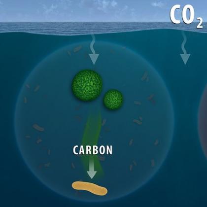 marine carbon cycle