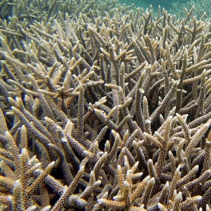 Corals