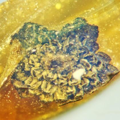 Valviloculus pleristaminis