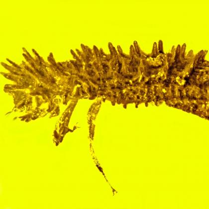 Bark beetle Stegastochlidus saraemcheana