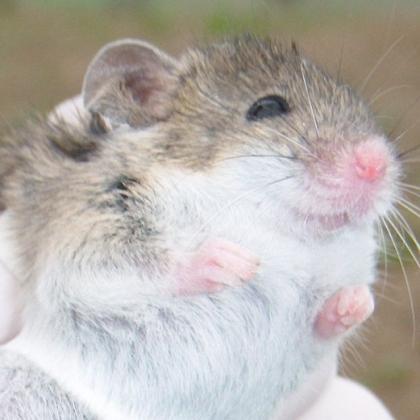 Algerian mouse