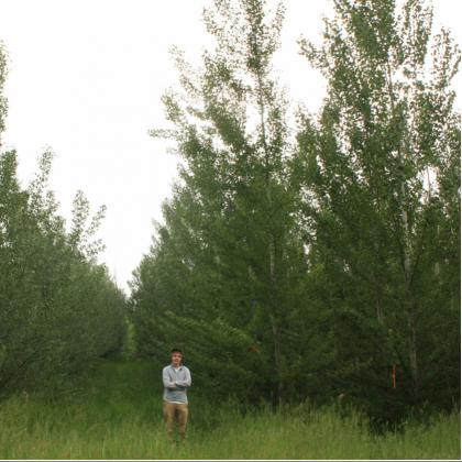Poplar trees