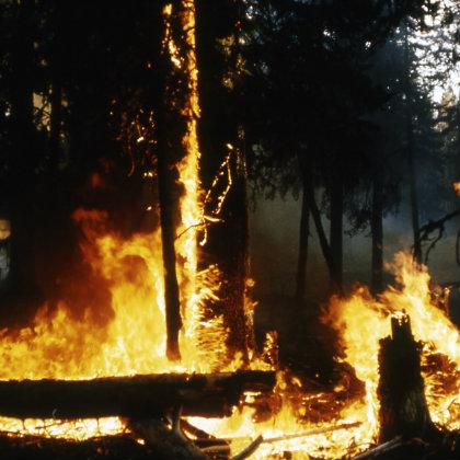Forest fire