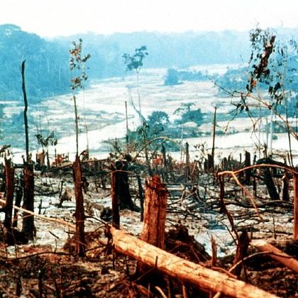 Amazon deforestation