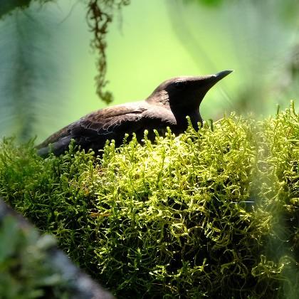 Marbled murrelet, photo by Brett Lovelace