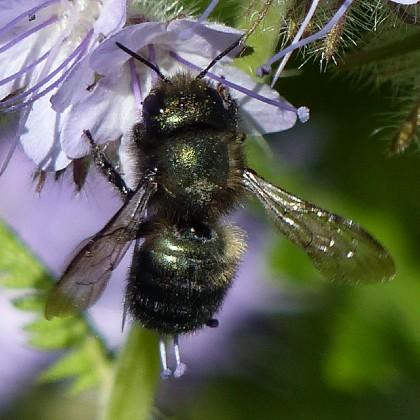 Blue orchard bee