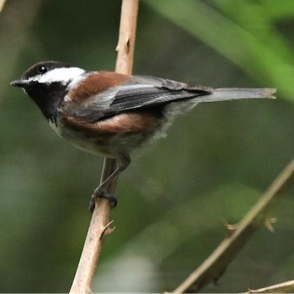 Chestnut-backed chickadee