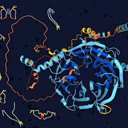 Dynein intermediate chain structure showing folded WD repeat domain in the center (blue) and disordered N-terminal domain (orange). Illustrated on the left are multiple models of open and closed structures of the disordered domain (grey) bound to light ch