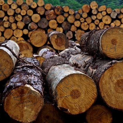 logs in mexico