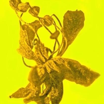 Salpinganthium hispaniolanum