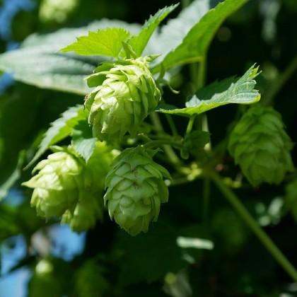 Hops