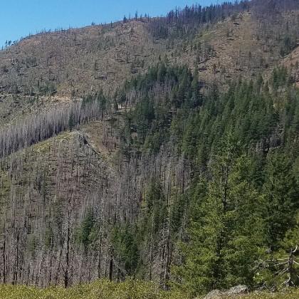 Fire refugia