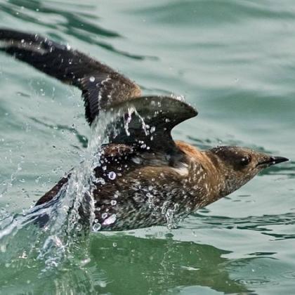 Murrelet; photo by Kim Nelson and Dan Cushing