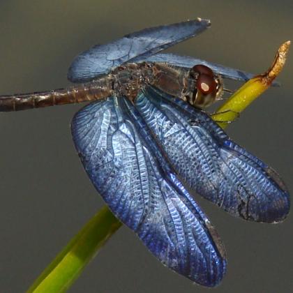 Odonata by LACIA-INPA