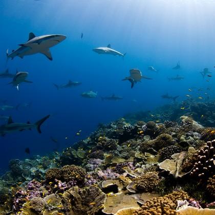 Sharks over healthy reef