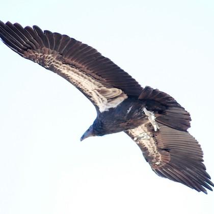 Image shows a majestic California condor in flight, wings stretched wide showing the characteristic white band underneath.