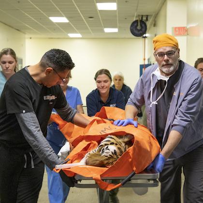 Dr. Carlos Sanchez of Oregon Zoo, left, and Dr. Ron Mandsager of OSU, right, wheel Bernadette the tiger on a gurney through a hallway in OSU's veterinary hopital
