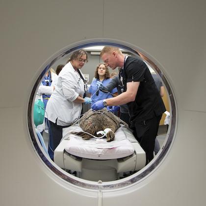 Image shows a view through the perfectly round opening of a CT scanning machine, with a gray harbor seal lying on the table on the other side while veterinarians in scrubs lean over her.