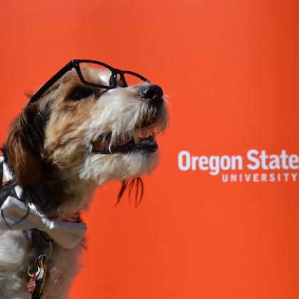 A small terrier with glasses and a bowtie smiles in front of an orange Oregon State University sign