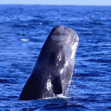 A sperm whale sticks its large, square head out of the water in a pose reminiscent of the narwhal on "Elf" when he says "Bye, Buddy, hope you find your dad!"