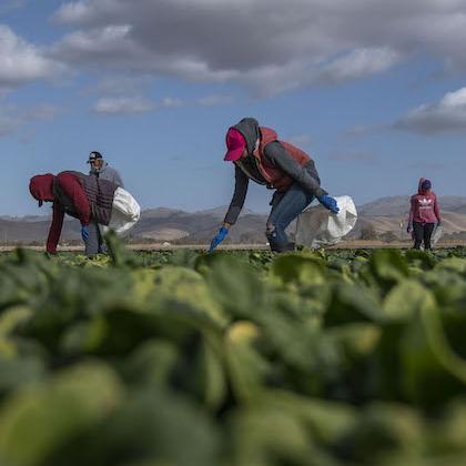 Image of farmworkers picking spinach; green foreground of spinach plants under blue sky dotted with clouds.