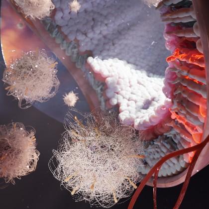Nanoparticles accumulate in neural retina, image by Tetiana Korzun