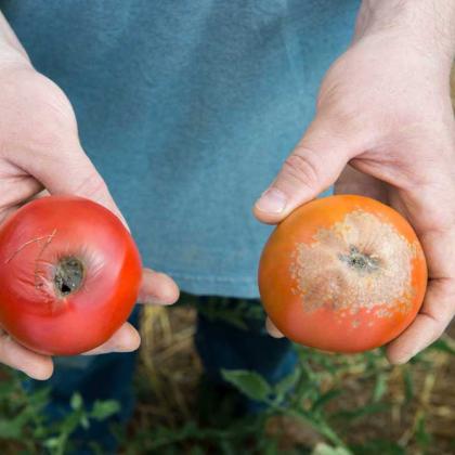tomato blossom end rot