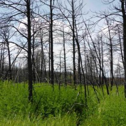 Trees after wildfire