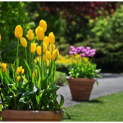 tulips in a pot