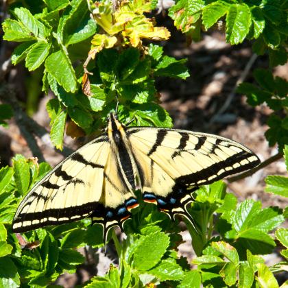 A colorful butterfly lands on a plant. 